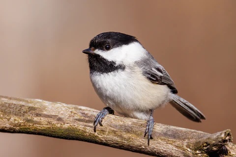 Black-capped Chickadee at feeder